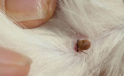 close up of fingers holding apart white dog fur so a brown insect can be seen